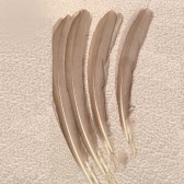 Páva toll, 40 cm - BEIGE